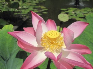 Detail of lily flower.