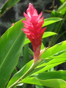 Ginger flower.
