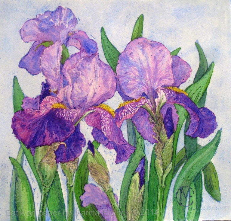 Iris , batik floral study, batik on paper by Marina Elphick, batik artist making batik art.