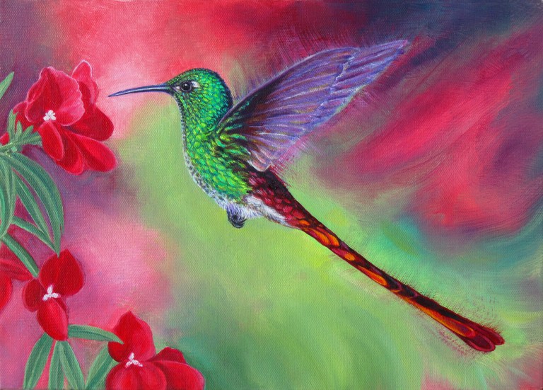 Red Tailed humming bird 2